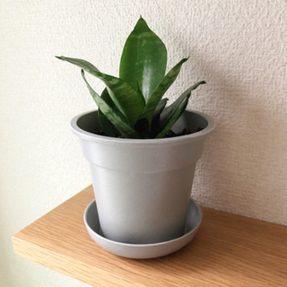 中古サンセベリアが無料 格安で買える ジモティー