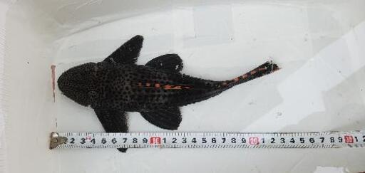【23cm‼️安い】熱帯魚　タイガーフィンサタンプレコ