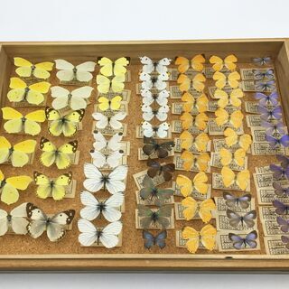 【ネット決済】蝶の標本 1973年頃採集