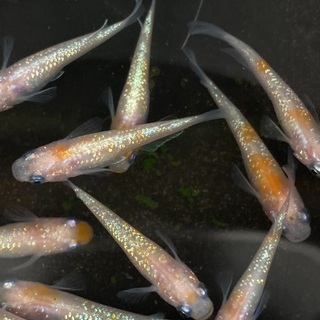 メダカ（王華）選別済み個体（画像の個体全て）めだか