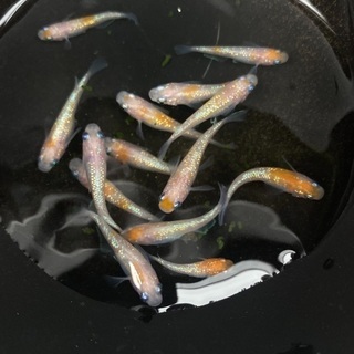 メダカ（王華）選別済み個体（画像の個体全て）めだか