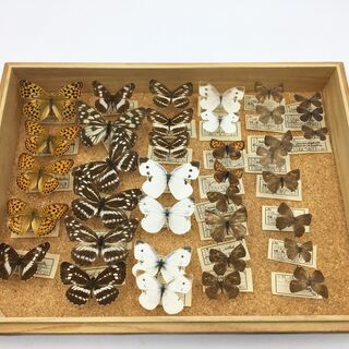 蝶の標本 1972年頃　採集