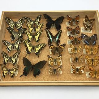 蝶の標本 1972年から1974年頃　採集