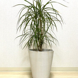 ドラセラ・コンシンネ　観葉植物　高さ約100cm