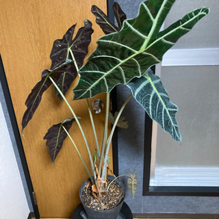 観葉植物　アマゾニカ　（インテリア、大株）