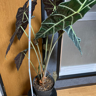 観葉植物　アマゾニカ　（インテリア、大株）