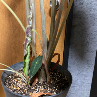 観葉植物　アマゾニカ　（インテリア、大株）