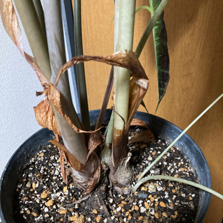 観葉植物　アマゾニカ　（インテリア、大株）