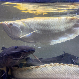 中古アルビノが無料 格安で買える ジモティー