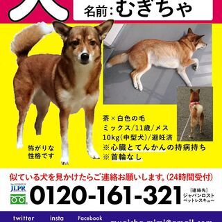 【拡散希望】迷子犬探してます　雑種　中型犬