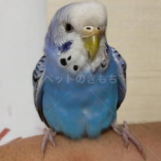 [新規受付終了]メスのセキセイインコ オパーリンブルーの里親募集中！