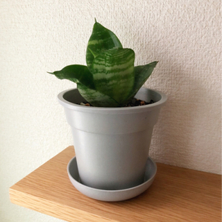 観葉植物　サンセベリア・ハニー②　18cm　グレーカラーの3.5...