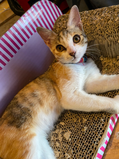 アイラインくっきりの美猫ちゃん 人も犬にもフレンドリーな三毛のサンちゃん 愛護センターや警察など届出済み 辻淳子 首里の猫の里親募集 ジモティー アイラインくっきりの美猫ちゃん 人も犬にもフレンドリーな三毛のサンちゃん 愛護センターや警察など届出済み 辻淳子 首里の猫の里親募集 ジモティー