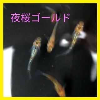 【ネット決済】夜桜ゴールド・プラチナラメ　メダカ　新潟県上越市