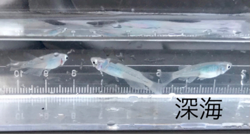 改良メダカ 深海 稚魚も販売中 ですです プロフ必読 鹿児島のその他の中古あげます 譲ります ジモティーで不用品の処分 改良メダカ 深海 稚魚も販売中 ですです プロフ必読 鹿児島のその他の中古あげます 譲ります ジモティーで不用品の処分