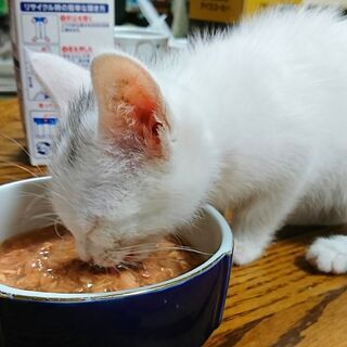 美ねこ　まっしろ女の子　保護しました　ちびトトロ柄ワンポイント - 川越市