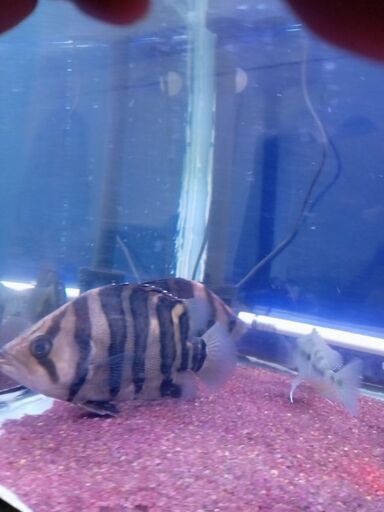 取引中､ダトニオプラスワン、20cm