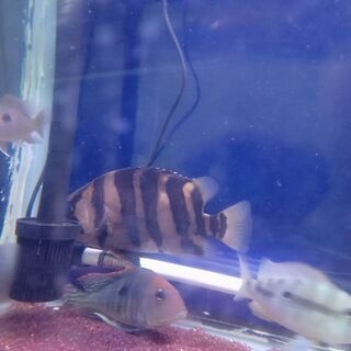 取引中､ダトニオプラスワン、20cm