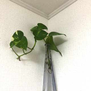 【ネット決済】観葉植物　ポトス