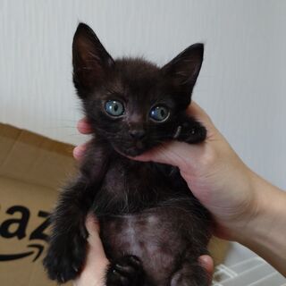 生後1ヶ月くらいの黒猫ちゃん