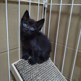 生後1ヶ月くらいの黒猫ちゃん − 福岡県