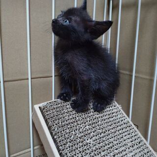 生後1ヶ月くらいの黒猫ちゃん - 里親募集