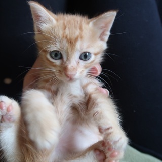 08月02日生まれの兄妹子猫です