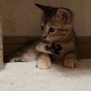 8月2日生まれの子猫です