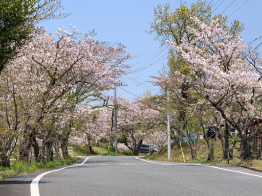 さくらフリーマーケット 霧島市横川町丸岡公園内 きいろ 大隅横川のフリーマーケットのイベント参加者募集 無料掲載の掲示板 ジモティー