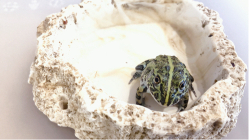アフリカウシガエル(カエル)