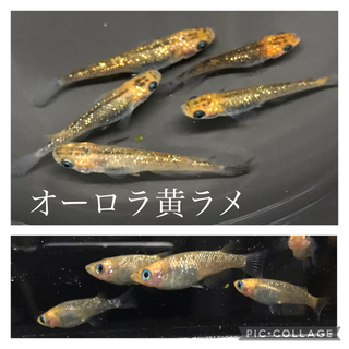 《大特価》オーロラ黄ラメメダカ成魚5匹