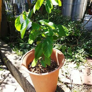 観葉植物 助け合い レモンの苗木です。