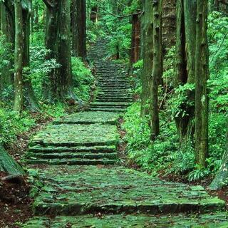 『熊野古道へ一緒に行きませんか😊』