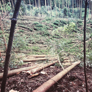 山林　立木伐採　補助