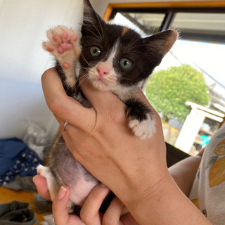 2-3ヶ月、ハチワレのミケ猫ちゃん − 宮崎県