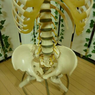 【希少】SOMSO / ソムソ ドイツ製 骨格標本 希少】SOMSO / ソムソ ドイツ製 骨格標本 希少】SOMSO / ソムソ ドイツ
