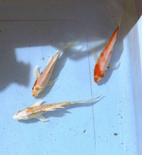 ヒレナガ鯉　２色柄３匹セット