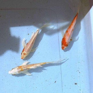 ヒレナガ鯉　２色柄３匹セット