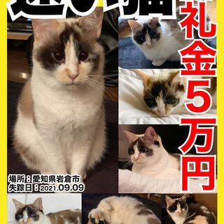 【謝礼5万円／岩倉周辺】迷い猫探しています