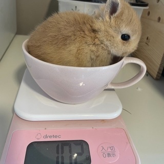 ネザーランドドワーフ 里親募集 ジモティー