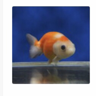 金魚桜錦らんちゅう貰ってください あっちゃん 茨木市のその他の中古あげます 譲ります ジモティーで不用品の処分