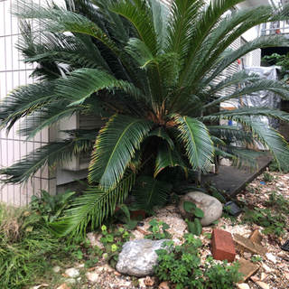 ソテツ　蘇轍　観葉植物　150cm