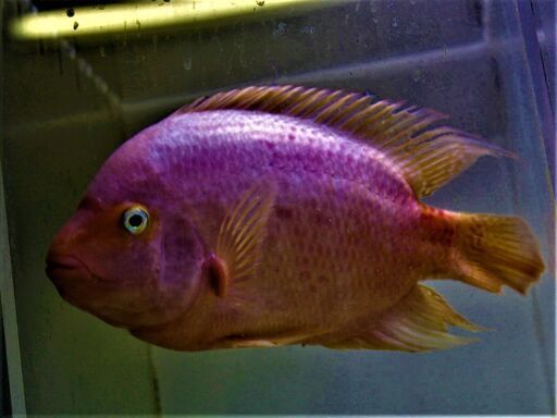 BIG　パープルクイーン　２５cm±