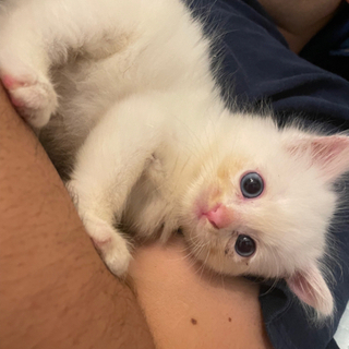 生後1ヶ月くらいの子猫　白子猫　
