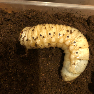 🔥値下げ🔥ヘラクレスオオカブト　まとめ売り