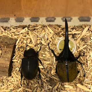 🔥値下げ🔥ヘラクレスオオカブト　まとめ売り