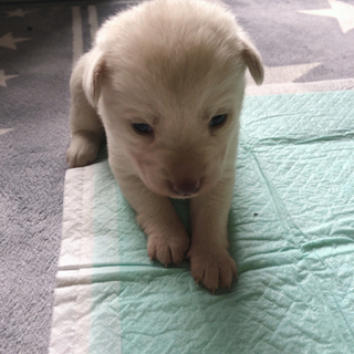 子犬の里親募集します！