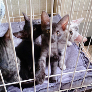 岡山県の猫の里親募集｜ジモティー