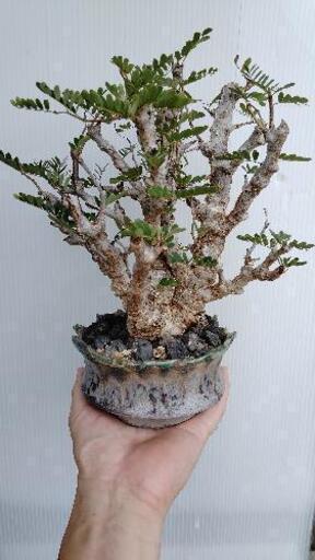 センナ　メリディオナリス\nカタチ製作所の鉢