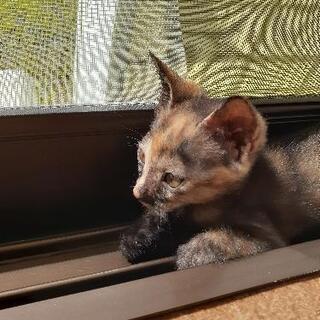 トライアルが決定しました❗陽気で可愛いサビ子猫　1.5ヶ月💕 − 静岡県